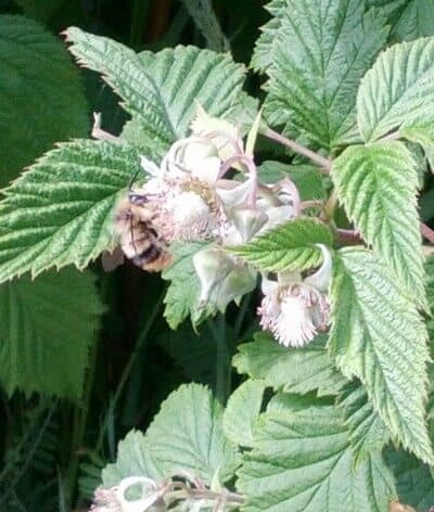 Bees in the Raspberries