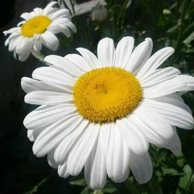 Resized Image