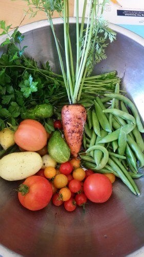 Garden Harvest in Fall