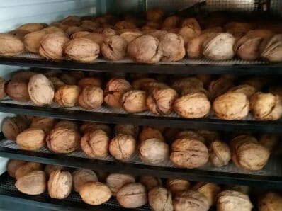 Harvested Walnuts